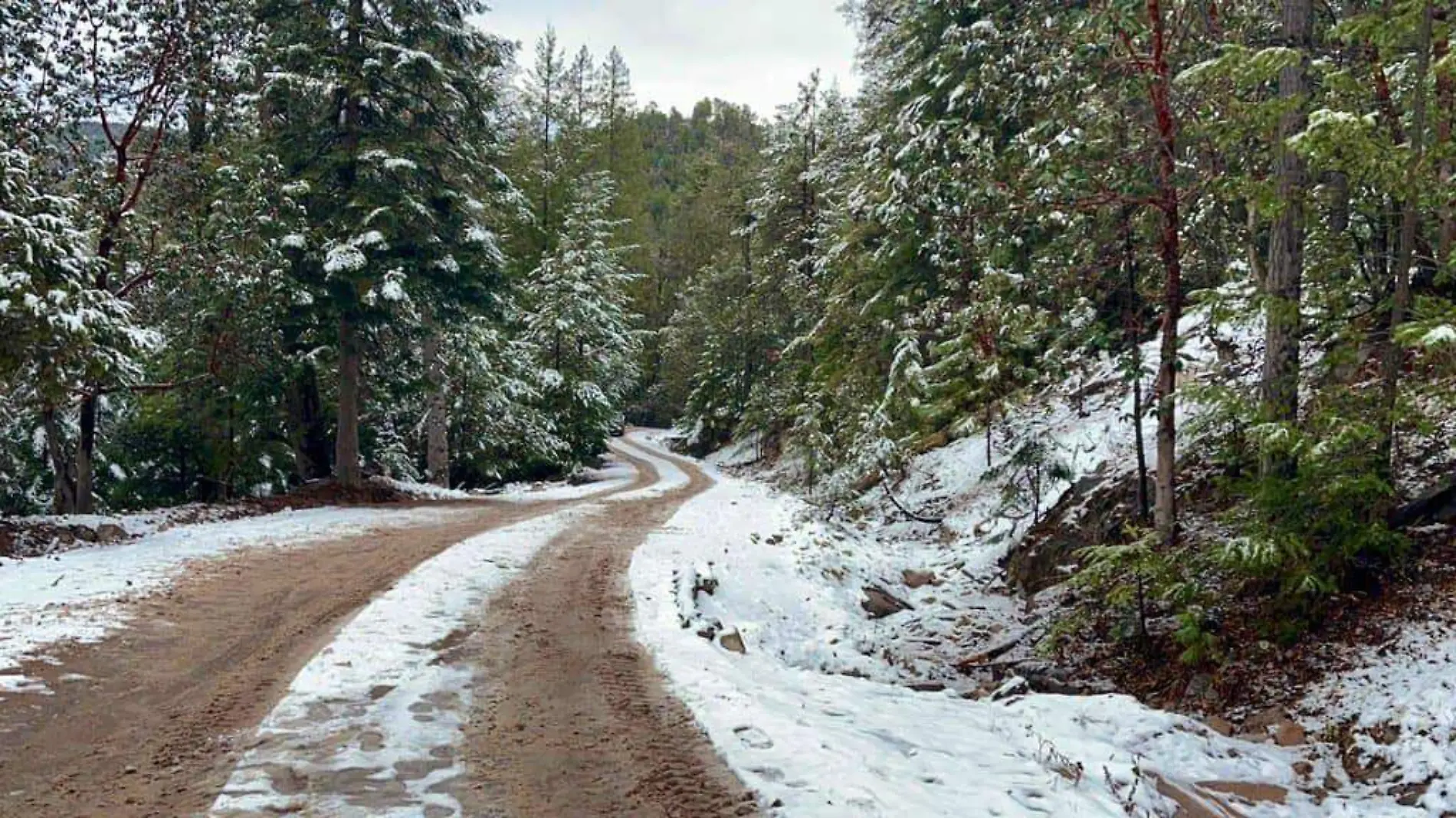 ¡Se pintan de blanco! Cae nieve en 35 localidades de cinco municipios duranguenses